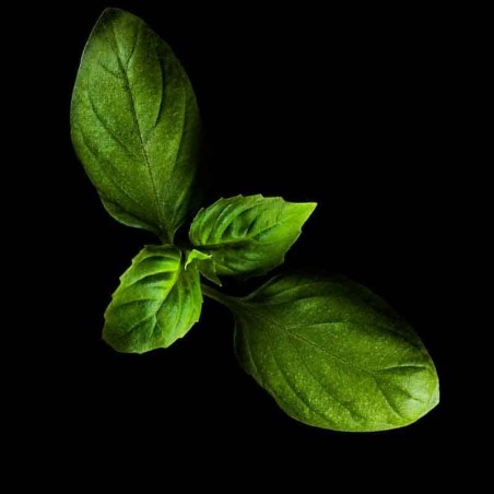 Capsules Plantui - Herbes aromatiques - Basilic ProCOuteaux