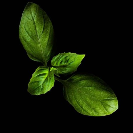 Capsules Plantui - Herbes aromatiques - Basilic ProCOuteaux Capsules Plantui - Herbes aromatiques - Basilic ProCOuteaux