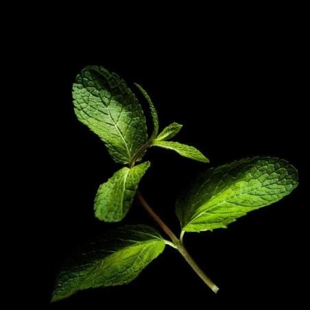 Capsules Plantui - Herbes aromatiques - Menthe ProCouteaux Capsules Plantui - Herbes aromatiques - Menthe ProCouteaux