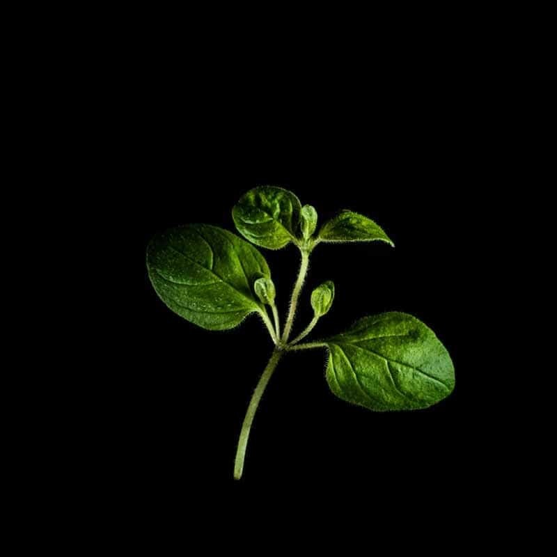 Capsules Plantui - Herbes aromatiques - Origan ProCouteaux