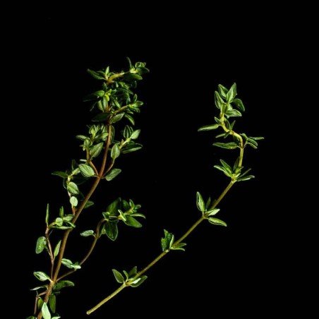 Capsules Plantui - Herbes aromatiques - Thym ProCouteaux