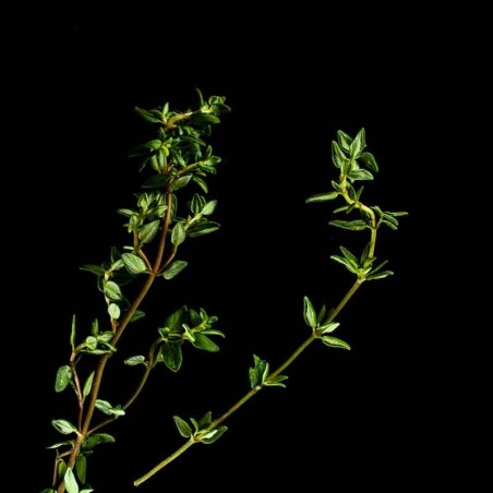 Capsules Plantui - Herbes aromatiques - Thym ProCouteaux Capsules Plantui - Herbes aromatiques - Thym ProCouteaux