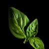 Capsules Plantui - Herbes aromatiques - Basilic Citron ProCouteaux